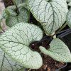 Brunnera macrophylla 'Silver Heart