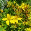 Hypericum perforatum