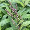 Verbena hastata 'Pink Spires'