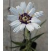 Catananche caerulea 'Alba'_2