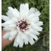 Catananche caerulea 'Alba'_4