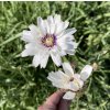 Catananche caerulea 'Alba'_3