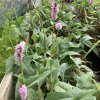 Persicaria bistorta (Bistorta officinalis)_1