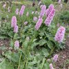 Persicaria bistorta (Bistorta officinalis)_3