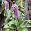 Persicaria bistorta (Bistorta officinalis)_2
