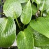 Hosta 'Devon Green' _1