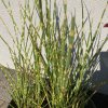 Miscanthus sinensis 'Strictus'