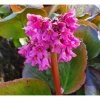 Bergenia cordifolia