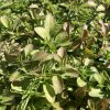 Origanum vulgare 'Compactum' _2