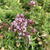 Origanum vulgare 'Compactum' _3