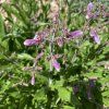 Penstemon hirsutus_4