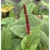 Persicaria amplexicaulis 'Fat Domino' _2