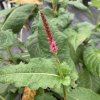 Persicaria amplexicaulis 'Fat Domino' _3