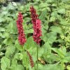 Persicaria amplexicaulis 'Fat Domino'