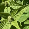 Phlomis russeliana_4
