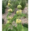 Phlomis russeliana_8