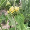 Phlomis russeliana_9