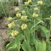 Phlomis russeliana_10