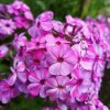 Phlox paniculata 'Little´s Fiery Pink'
