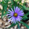 Aster dumosus 'Professor Anton Kippenberg'