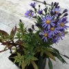 Aster dumosus 'Professor Anton Kippenberg'_3