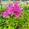 Phlox paniculata 'Robert Poore' _2