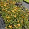 Rudbeckia fulgida 'Goldsturm'