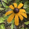 Rudbeckia fulgida 'Goldsturm'_2