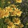 Rudbeckia hirta 'Prairie Sun' _1