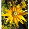Rudbeckia hirta 'Prairie Sun' _2