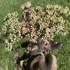 Sedum telephium 'Matrona'_1