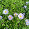 Aster novi-belgii 'Dauerblau' _2