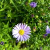 Aster novi-belgii 'Dauerblau' _1