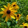 Rudbeckia subtomentosa_2
