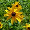 Rudbeckia subtomentosa_3