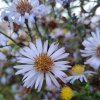 Aster novi-belgii 'Sam Banham'_3