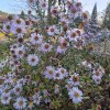 Aster novi-belgii 'Sam Banham'_4