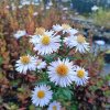 Aster novi-belgii 'Sam Banham'_1