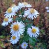 Aster novi-belgii 'Sam Banham'_2