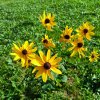 Rudbeckia subtomentosa_1