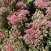 Sedum telephium 'Herbstfreude'