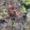 Geranium pratense 'Dark Reiter'_3