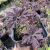 Geranium pratense 'Dark Reiter'_1