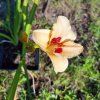 Hemerocallis hybr. 'Pandora's Box'_2