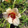 Hemerocallis hybr. 'Pandora's Box'_4