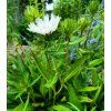 Stokesia laevis 'Träumerei'_3