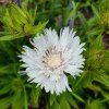 Stokesia laevis 'Träumerei'_1