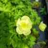 Trollius cultorum 'New Moon' _2