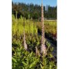 Veronicastrum virginicum 'Pink Glow'