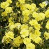 Helianthemum 'Sulphureum Plenum'